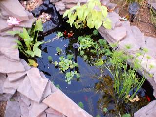 Pond